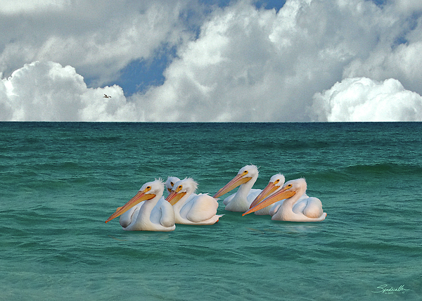 American White Pelicans of Florida by Spadecaller American White Pelicans of Florida by Spadecaller