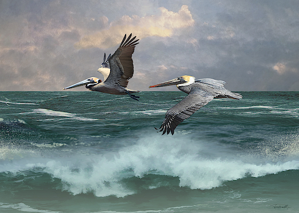 Two Pelicans Aloft by Spadecaller Two Pelicans Aloft by Spadecaller